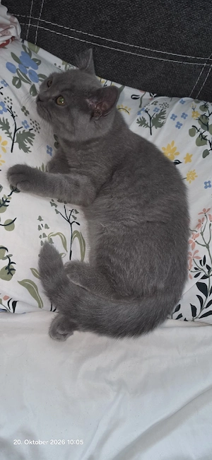bkh kitten zu verkaufen 
