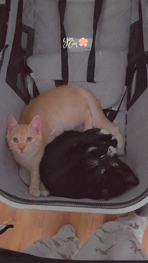 süße Katzenbrüder 