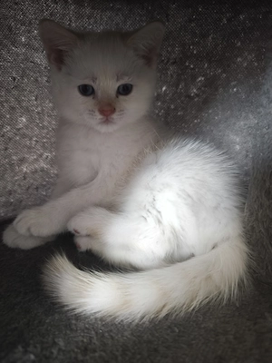 Britisch Kurzhaar Kitten 