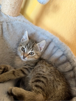 Süße Katzenbabys suchen ein liebevolles Zuhause     