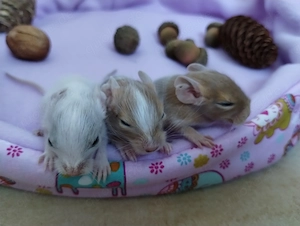 Niedliche Degu Kids in Sonderfarben:Lilac-Schecke,Sand,Schoko, suchen demnächt ihr First Class Hotel