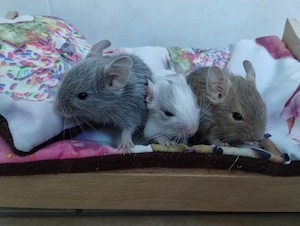 Niedliche Degu Kids in Sonderfarben:Lilac-Schecke,Sand,Schoko, suchen demnächt ihr First Class Hotel