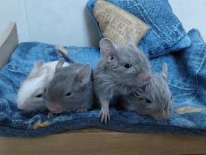 Niedliche Degu Kids in Sonderfarben:Lilac-Schecke,Sand,Schoko, suchen demnächt ihr First Class Hotel