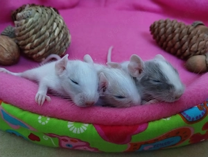 Niedliche Degu Kids in Sonderfarben:Lilac-Schecke,Sand,Schoko, suchen demnächt ihr First Class Hotel