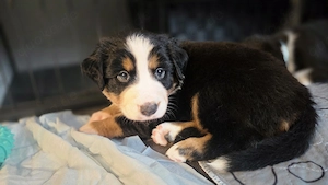 Sennenhund-Mix-Welpen suchen ein liebevolles Zuhause für immer 