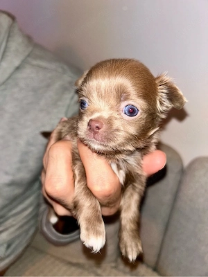 Chihuahua Welpen