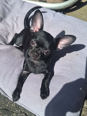 chihuahua Mädels