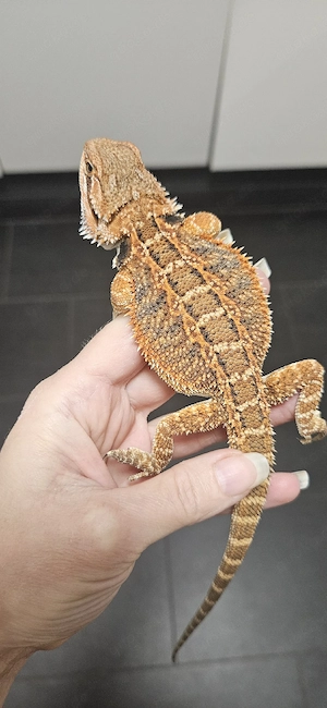 pogona vitticeps Bartagame thunderbolt x half monster weiblich