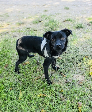Blacky ein super liebes Kerlchen 