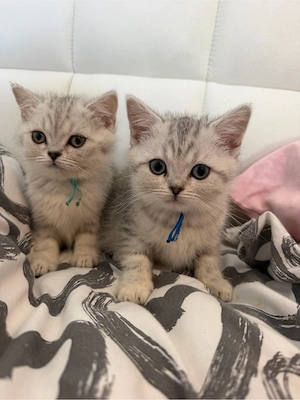 Nur 2 BKH Kitten Jungs dürfen ab Sofort Ausziehen 