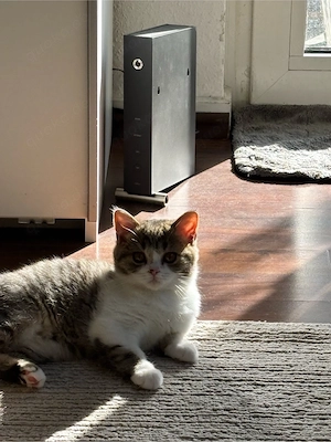 Unsere wunderschöne BKH- BKH-Mix-Katze sucht ein liebevolles Zuhause. 