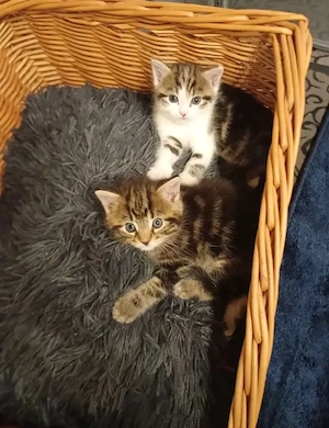 Europäisch Kurzhaar Kitten Babys 