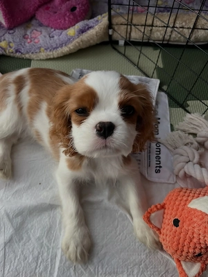 Cavalier King Charles Welpen suchen ein Zuhause.!!