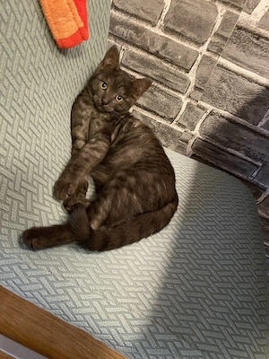 Junge Katze 5 Monate alt 