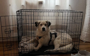 Herzenshund Benny sucht geduldige Menschen