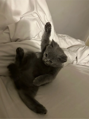 Britisch Kurzhaar BKH