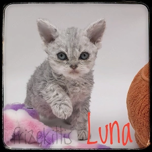 Unsere süßen Selkirk Rex Baby's sind da 