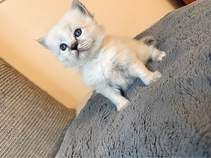 Heilige Birma Kitten