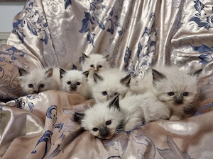 Heilige Birma Kitten 