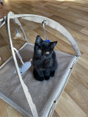 Baby Kätzchen, Kitten, Siam- Mix Katerchen, Katze, Kater