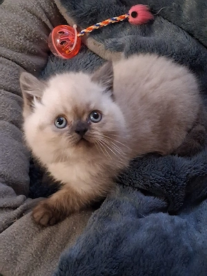 Siam -Perser Kitten Bkh Blh