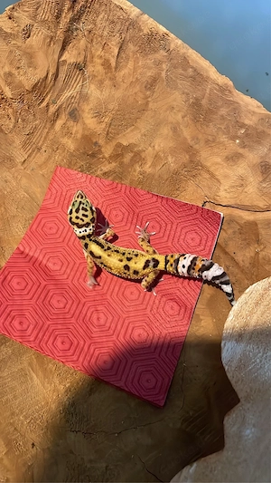 Leopardgecko MS BN tangerine pos tremper albino 1