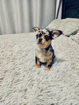 Chihuahua Hunde