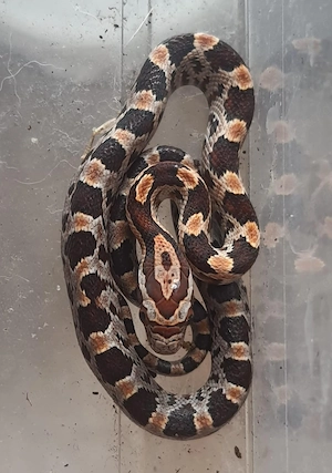 Pantherophis guttatus, Kornnatter Classic het.hypo amel anery Schlange Reptilien