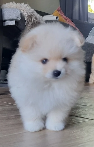 Zwergspitz(Pomeranian) Welpen zu verkaufen