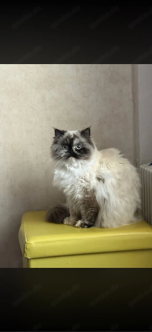 persosche katze