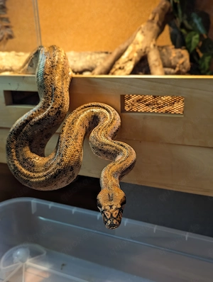 0.1 Boa Constrictor Imperator Hypo Leopard - 200+cm