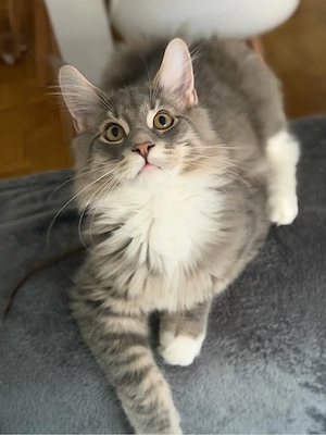 liebevoller Maine Coon Kater (Kitten)