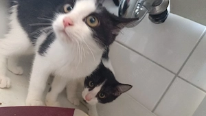 4 Monate alte Babykitten