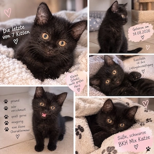 1 süße bkh mix kitte