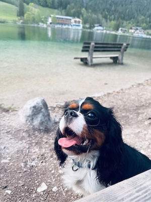 Caverlier King Charles spaniel 