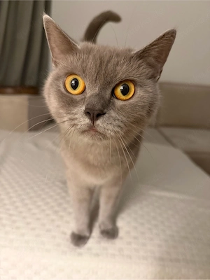 Liebevolle Britisch-Kurzhaar-Katze sucht ein neues Zuhause   