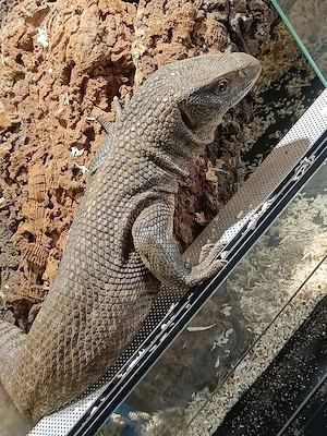 Varanus exanthematicus