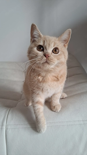 Britisch kurzhaar Kater mit Stammbaum BKH creme