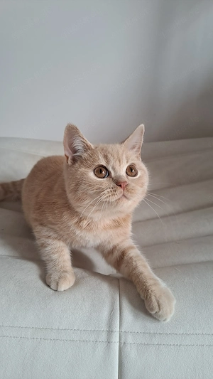 Britisch kurzhaar Kater mit Stammbaum BKH creme