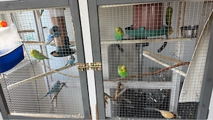 Kompletter Vogelkäfig mit Zubehör und 14 Wellensittichen