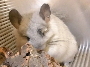 2 Chinchillas mit Zubehör in beste Hände 
