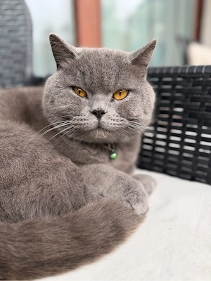 Reinrassiger Britisch-Kurzhaar-Kater sucht ein liebevolles Zuhause 