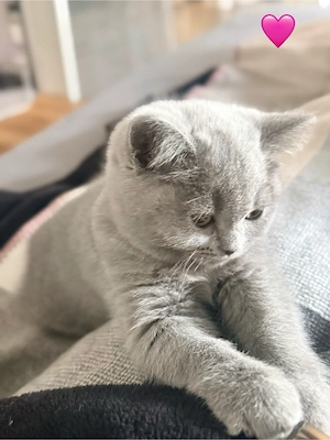 BKH British Blue Mädchen   menschenbezogen, verspielt und verschmust