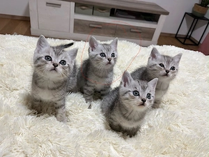 baby katze 