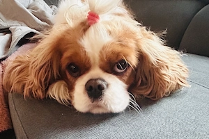 Süßes King Spaniel Mädchen 