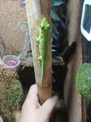 Phelsuma Grandis Jungtier
