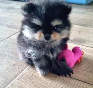 Zwergspitz(Pomeranian) Welpe zu verkaufen
