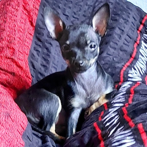 Suche Chihuahua, Pinscher oder Mix