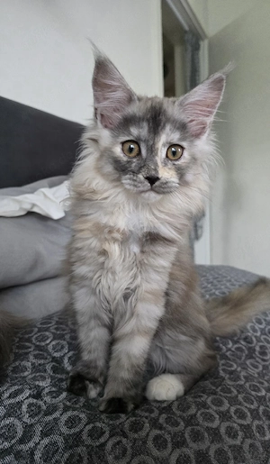 Typvolle Maine-Coon-Kitten in Extrajacke!