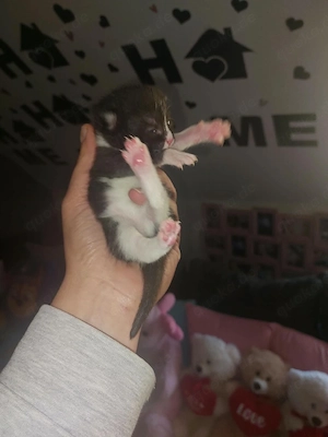 katzenbaby 